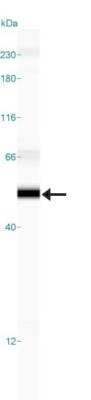 Simple Western: SOX11 Antibody (CL0142) [NBP2-14782]
