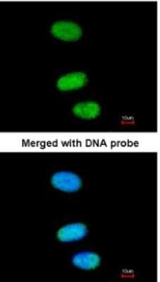 Immunocytochemistry/ Immunofluorescence: SOX13 Antibody [NBP1-32847]