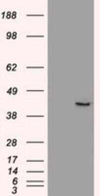 Western Blot: SOX17 Antibody (OTI2B6)Azide and BSA Free [NBP2-74299]
