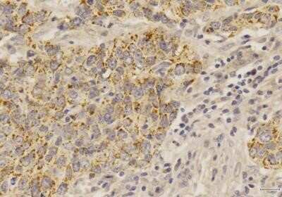 Immunohistochemistry: SOX2 Antibody (4G8) - Azide and BSA Free [NBP2-80957]