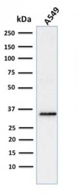 Western Blot: SOX2 Antibody (SOX2/1791) [NBP2-53407]
