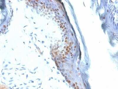 Immunohistochemistry-Paraffin: SOX2 Antibody (SOX2/1792) - Azide and BSA Free [NBP2-54593]