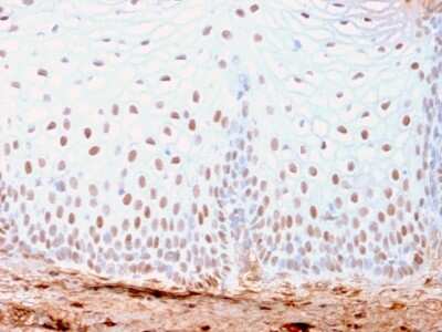 Immunohistochemistry-Paraffin: SOX2 Antibody (SOX2/3169R) [NBP3-07891]