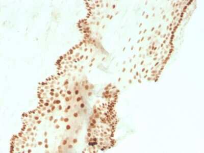 Immunohistochemistry-Paraffin: SOX2 Antibody (SOX2/3811R) [NBP3-07893]