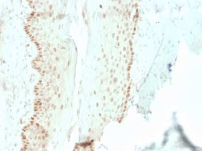 Immunohistochemistry-Paraffin: SOX2 Antibody (rSOX2/1792) [NBP3-07888]