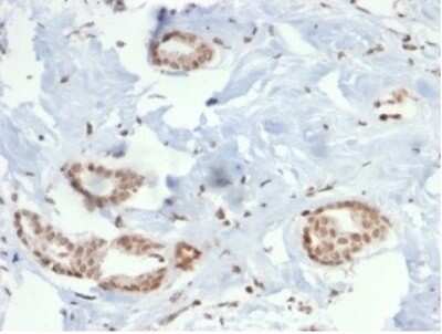 Immunohistochemistry-Paraffin: SOX4 Antibody (PCRP-SOX4-1D6) [NBP3-13777]