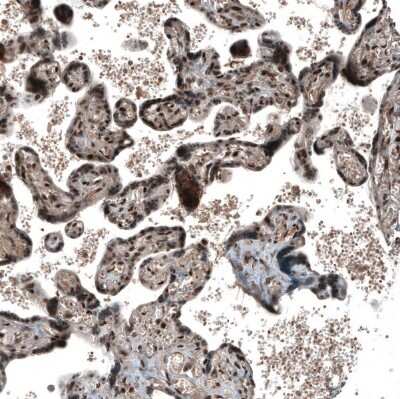 Immunohistochemistry-Paraffin: SOX7 Antibody [NBP1-86116]