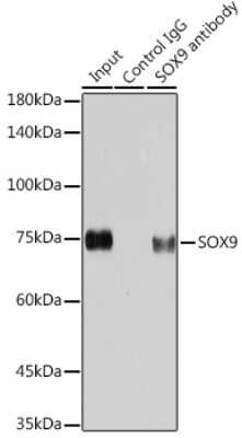 Immunoprecipitation: SOX9 Antibody (5Y4J8) [NBP3-15875]