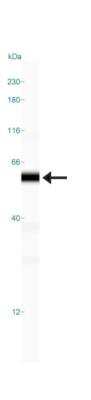 Simple Western: SOX9 Antibody [NBP1-85551]