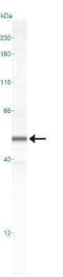 Simple Western: SOX9 Antibody [NBP2-24659]