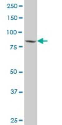 Western Blot: SP1 Antibody (4B11) [H00006667-M05]