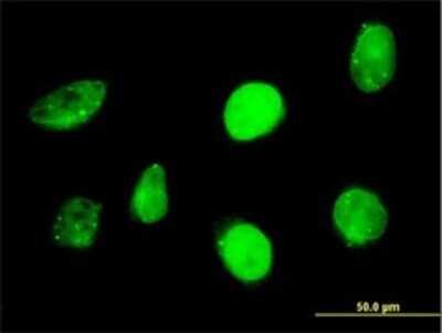 Immunocytochemistry/ Immunofluorescence: SP110 Antibody (6F11) [H00003431-M02]