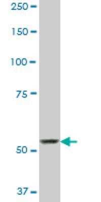 Western Blot: SP110 Antibody (8C8) [H00003431-M01]