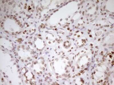Immunohistochemistry: SP110 Antibody (OTI4C1) - Azide and BSA Free [NBP2-74306]