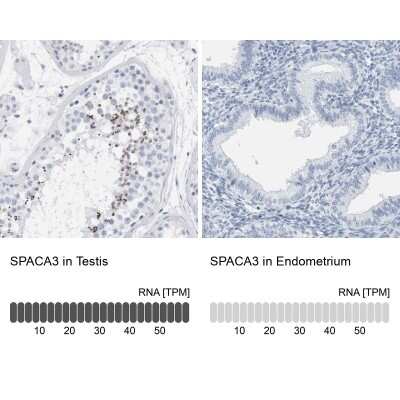 Immunohistochemistry-Paraffin: SPACA3 Antibody [NBP1-89136]