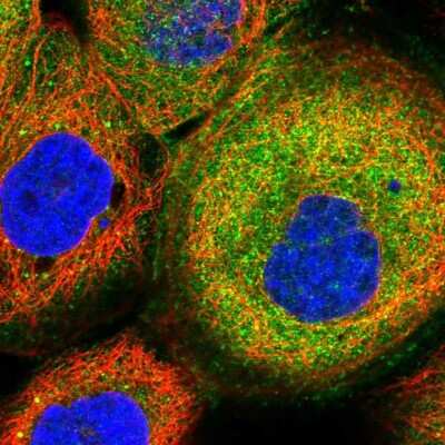 Immunocytochemistry/ Immunofluorescence: SPAG16 Antibody [NBP1-84124]