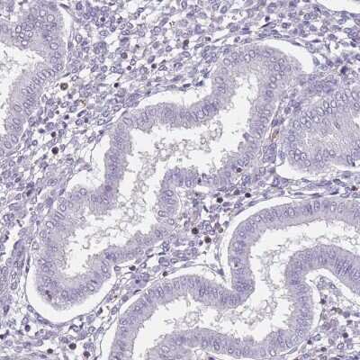 Immunohistochemistry-Paraffin: SPAG4L Antibody [NBP2-13399]