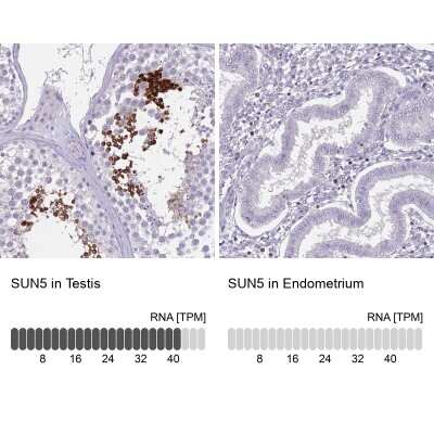 Immunohistochemistry-Paraffin: SPAG4L Antibody [NBP2-13399]