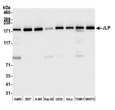 Western Blot: SPAG9 Antibody [NB100-79793]