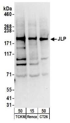 Western Blot: SPAG9 Antibody [NB100-79794]