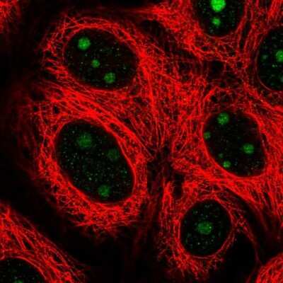 Immunocytochemistry/ Immunofluorescence: SPATA17 Antibody [NBP1-83097]