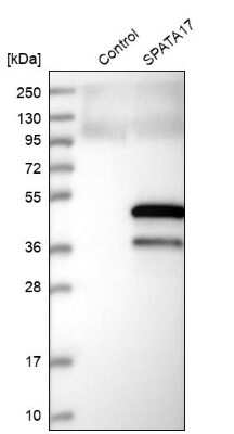 Western Blot: SPATA17 Antibody [NBP1-83097]