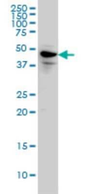 Western Blot: SPATA2 Antibody (1F1) [H00009825-M01]