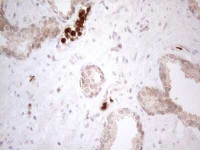 Immunohistochemistry: SPATA22 Antibody (OTI6H9) [NBP2-45939]