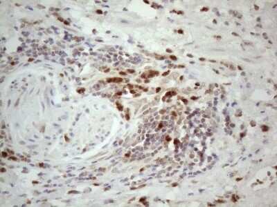 Immunohistochemistry: SPATA22 Antibody (OTI6H9) [NBP2-45939]