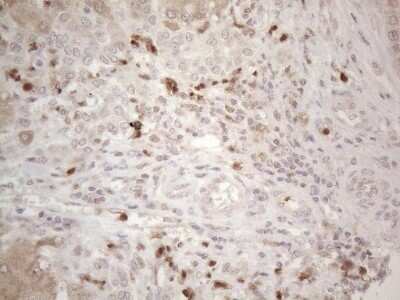 Immunohistochemistry: SPATA22 Antibody (OTI6H9) - Azide and BSA Free [NBP2-74309]