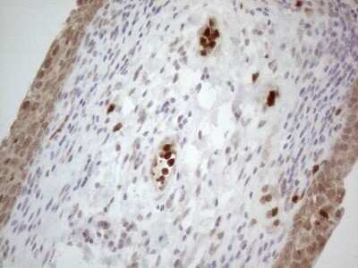 Immunohistochemistry: SPATA22 Antibody (OTI6H9) - Azide and BSA Free [NBP2-74309]