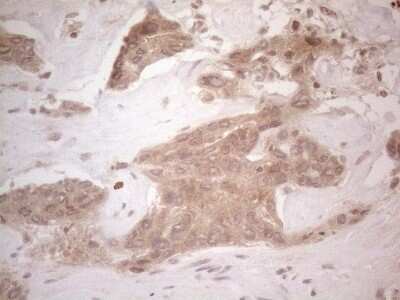Immunohistochemistry: SPATA22 Antibody (OTI6H9) - Azide and BSA Free [NBP2-74309]