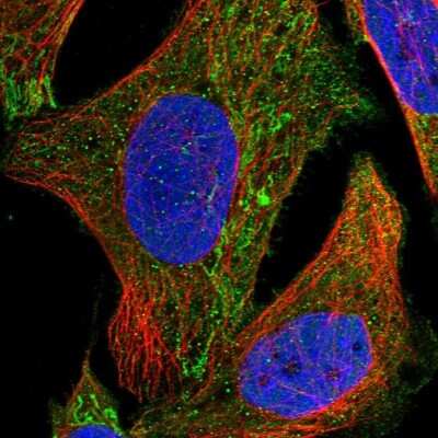 Immunocytochemistry/ Immunofluorescence: SPATA2L Antibody [NBP2-47265]