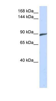 Western Blot: SPATA5 Antibody [NBP1-54785]
