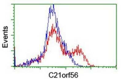 Flow Cytometry: SPATC1L Antibody (OTI1H6) - Azide and BSA Free [NBP2-72277]