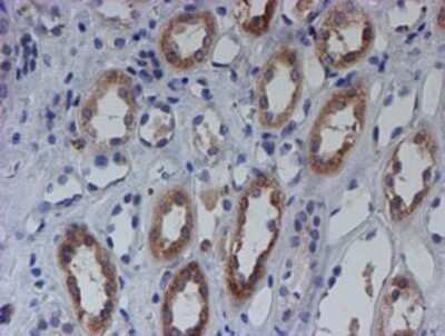 Immunohistochemistry: SPATC1L Antibody (OTI1H6) - Azide and BSA Free [NBP2-72277]