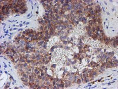 Immunohistochemistry: SPATC1L Antibody (OTI1H6) - Azide and BSA Free [NBP2-72277]