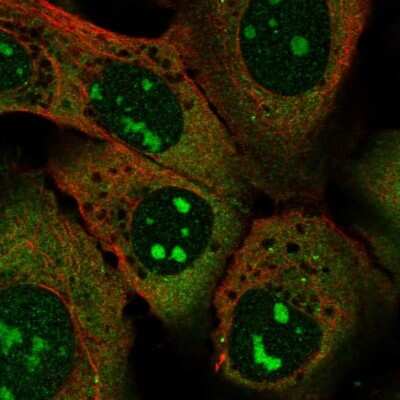 Immunocytochemistry/ Immunofluorescence: SPATS2L Antibody [NBP2-55840]