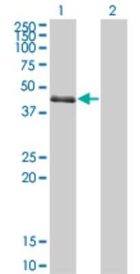 Western Blot: SPDEF Antibody (4A5) [H00025803-M01]