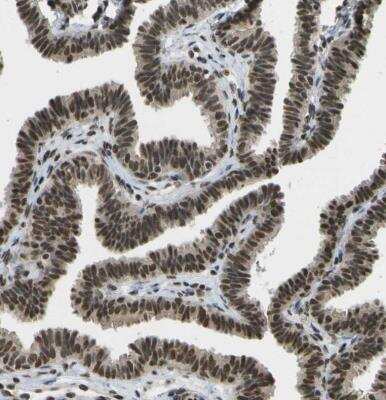 Immunohistochemistry-Paraffin: SPEN Antibody [NBP1-82952]