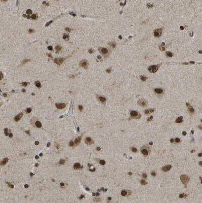 Immunohistochemistry-Paraffin: SPEN Antibody [NBP1-82952]