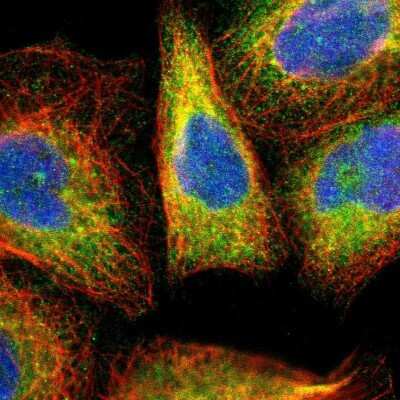 Immunocytochemistry/ Immunofluorescence: SPFH2 Antibody [NBP1-88247]