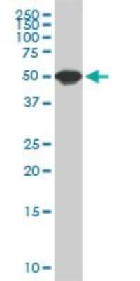 Western Blot: SPG3A Antibody (1B9) [H00051062-M03]