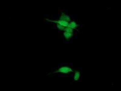 Immunocytochemistry/ Immunofluorescence: SPG7 Antibody (OTI1C1) [NBP2-01860]