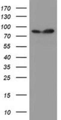 Western Blot: SPG7 Antibody (OTI1C1) [NBP2-01860]
