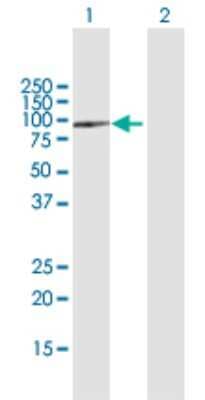 Western Blot: SPG7 Antibody [H00006687-B01P]