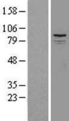 Western Blot: SPG7 Overexpression Lysate [NBL1-16397]