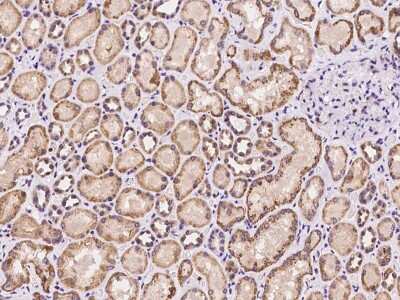 Immunohistochemistry-Paraffin: SPICE1 Antibody [NBP2-97999]