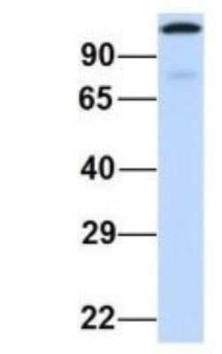 Western Blot: SPICE1 Antibody [NBP1-70712]