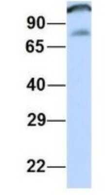 Western Blot: SPICE1 Antibody [NBP1-70712]